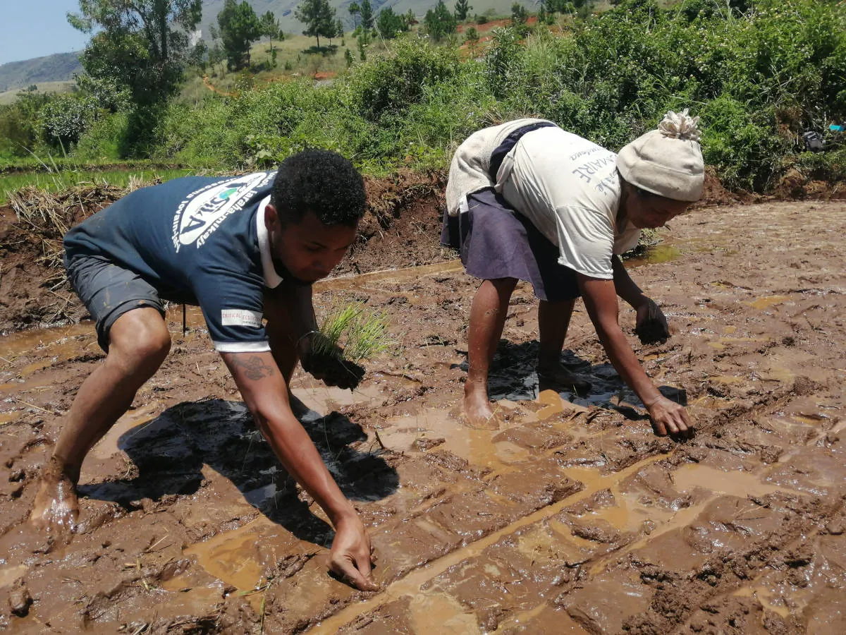 Appui au repiquage du riz à Ampopoha, Ibity