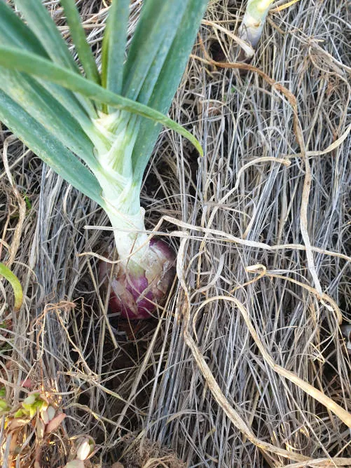 Un oignon arraché, cultivé avec du compost