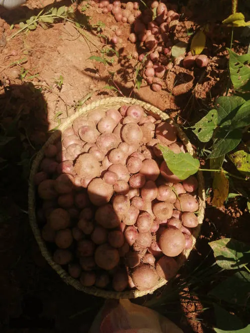 Une récolte de pommes de terre améliorées dans un panier